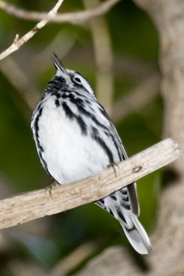 BLACK AND WHITE WARBLER