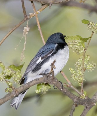 BLACK-THROATED BLUE WARBLER