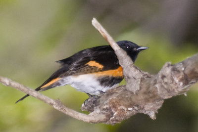 AMERICAN REDSTART