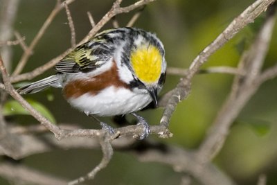 CHESTNUT-SIDED WARBLER