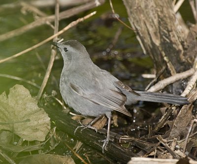 GRAY CATBIRD