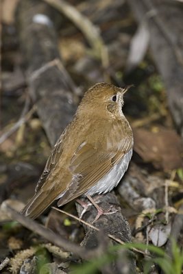 VEERY