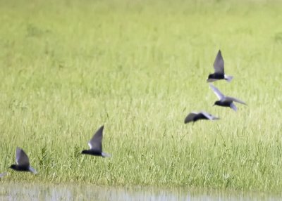 BLACK TERNS