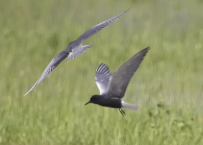 BLACK TERNS