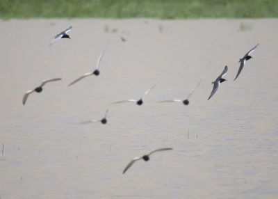 BLACK TERNS