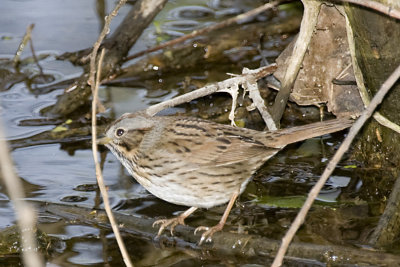 LINCOLN'S SPARROW