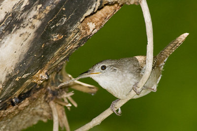 HOUSE WREN