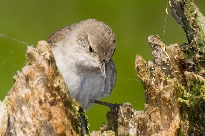 HOUSE WREN