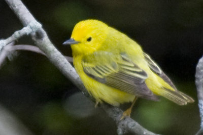 YELLOW WARBLER