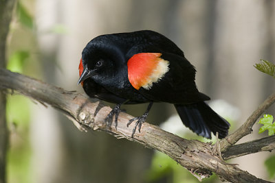 RED-WINGED BLACKBIRD