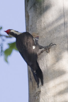 PILEATED WOODPECKER W/YOUNG