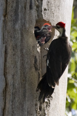 PILEATED WOODPECKER FEEDING YOUNG