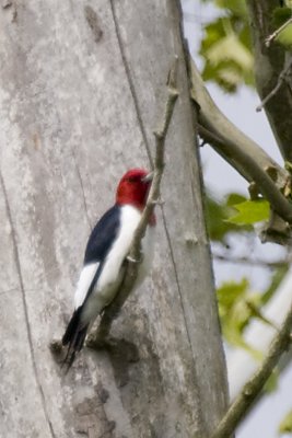 RED-HEADED WOODPECKEER