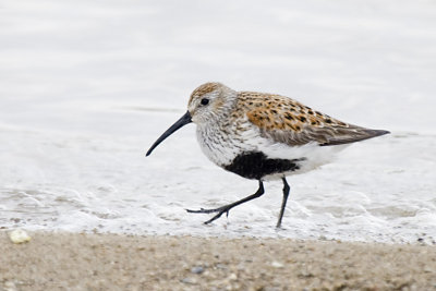 DUNLIN