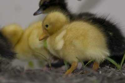 DUCKLING  - ONE DAY OLD