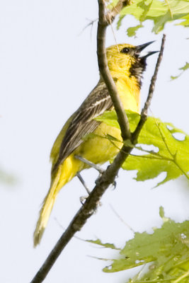 ORCHARD ORIOLE - FEMALE