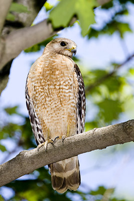 RED-SHOULDERED HAWK NEAR THE NEST