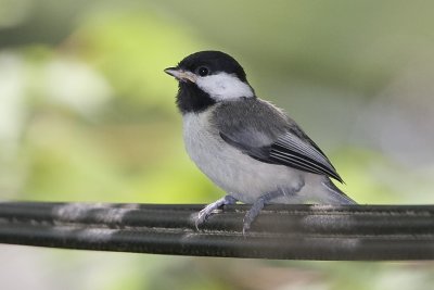 CAROLINA CHICKADEE