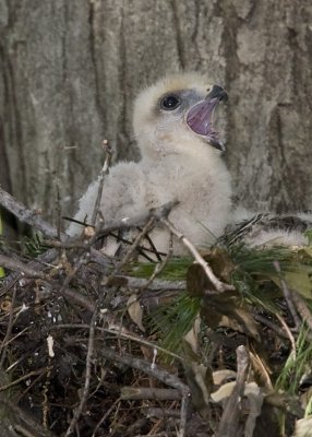 6/5 - HAWK CHICK  CALLING FOR FOOD
