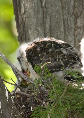6/6 - LARGEST HAWK CHICK MAKES A MEAL OF THE FROG