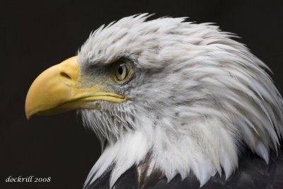 eagle.jpg