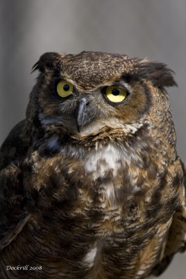 owl2.jpg