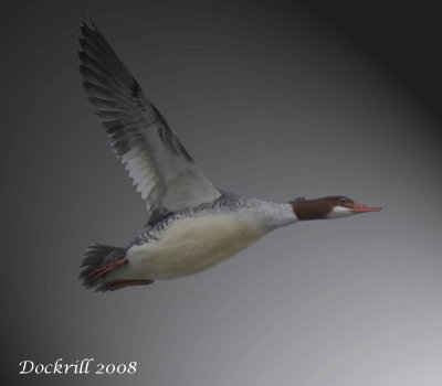 IMG_4491.jpg