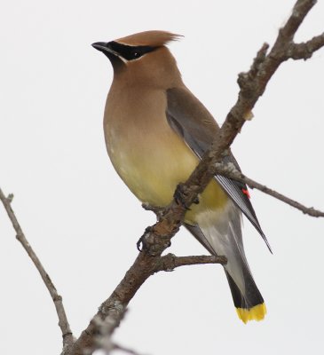 cedar-waxwing_1.jpg