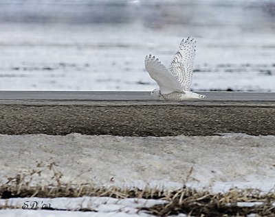 _MG_5458_1.jpg