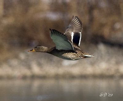 _MG_5594_1.jpg