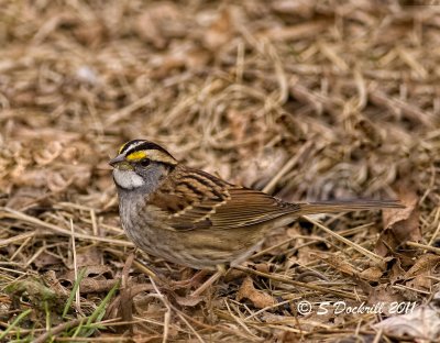 _MG_2262.jpg