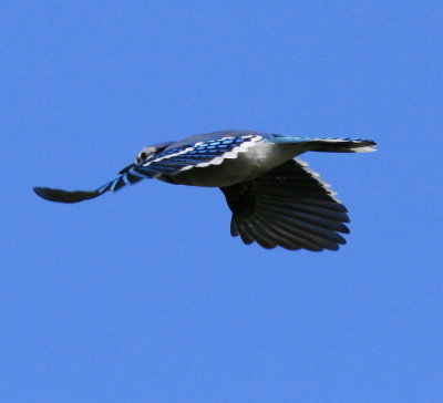 IMG_3514.jpg