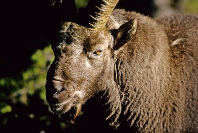 European Ibex
