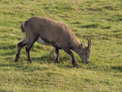 European Ibex