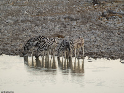 Zebras