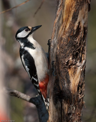 Spotted Woodpecker