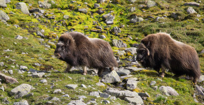 Musk Oxen