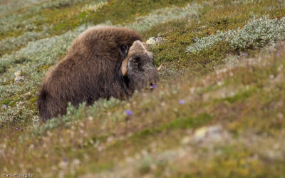 Male Musk Ox