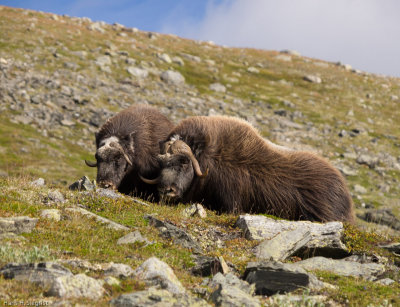 Musk Oxen