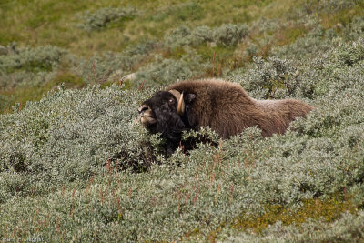 Male Musk Ox