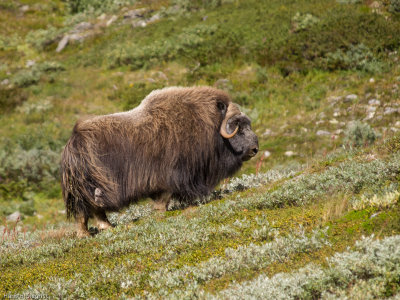 Male Musk Ox