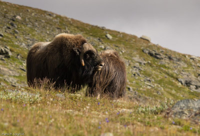 Musk Oxen