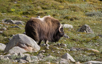 Female Musk Ox