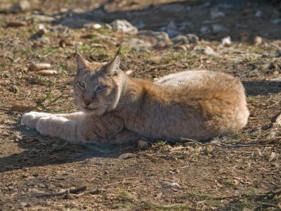 Eurasian Lynx