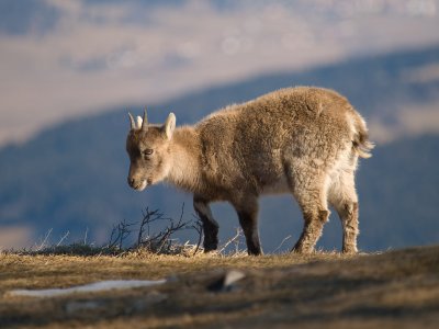 European Ibex Kid