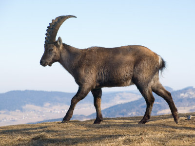 European Ibex