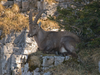 European Ibex