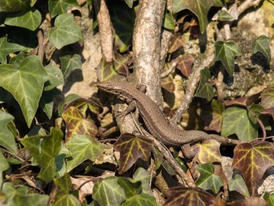 Wall Lizard