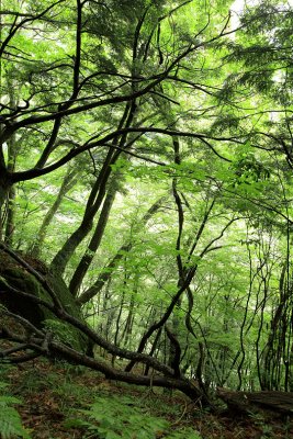 Sing of branches