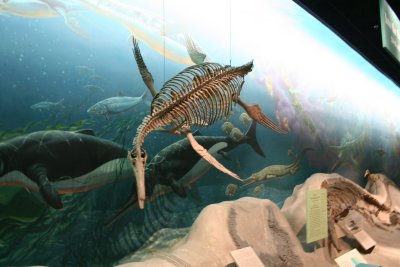 dino skeleton fish.JPG